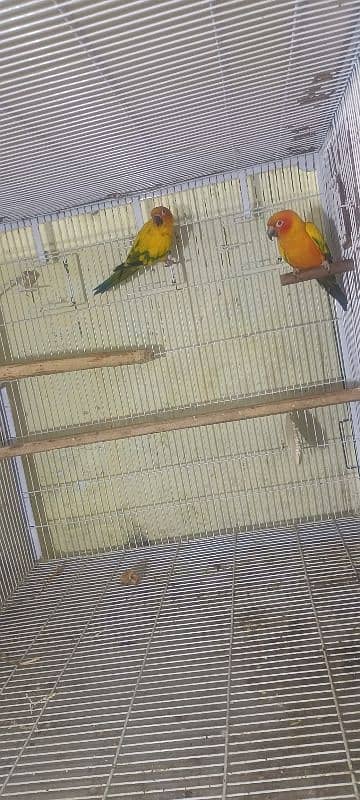 sun conure breader pair for sale 3