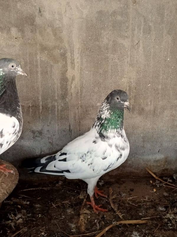 Banka Male Teddy Female breeder or chicks 4