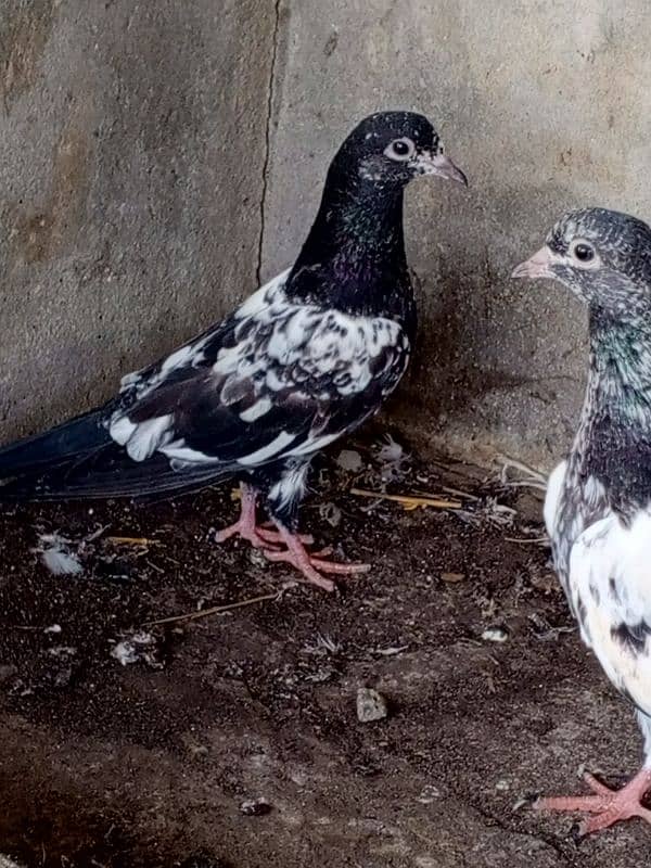 Banka Male Teddy Female breeder or chicks 7