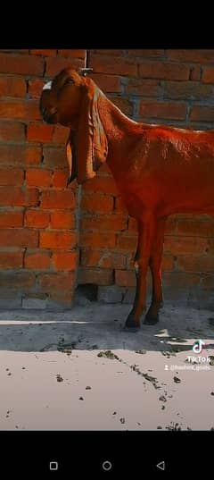 Pure nasli nagri path / goat / Bakra / Bakri