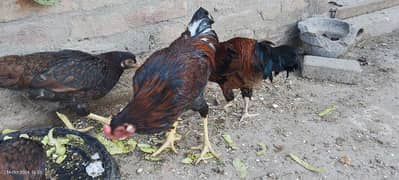 2 breeder murg (cock)