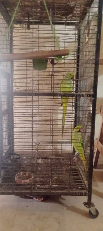 Talking Parrots with Big Cage 1