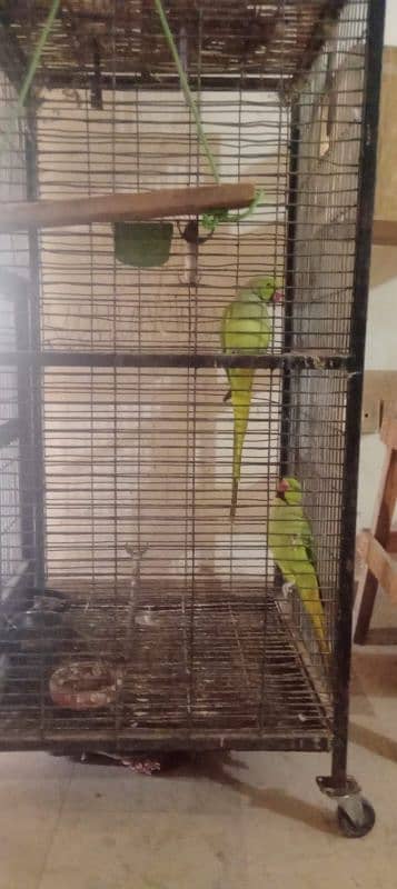 Talking Parrots with Big Cage 2