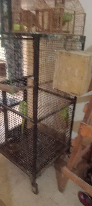 Talking Parrots with Big Cage 3