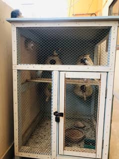 birds cage for sale