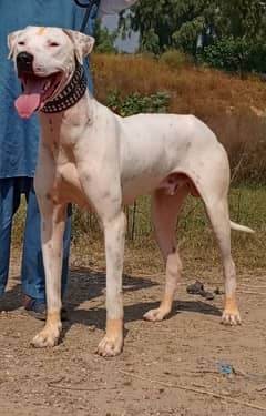 lapa gulter male 9 month for sale