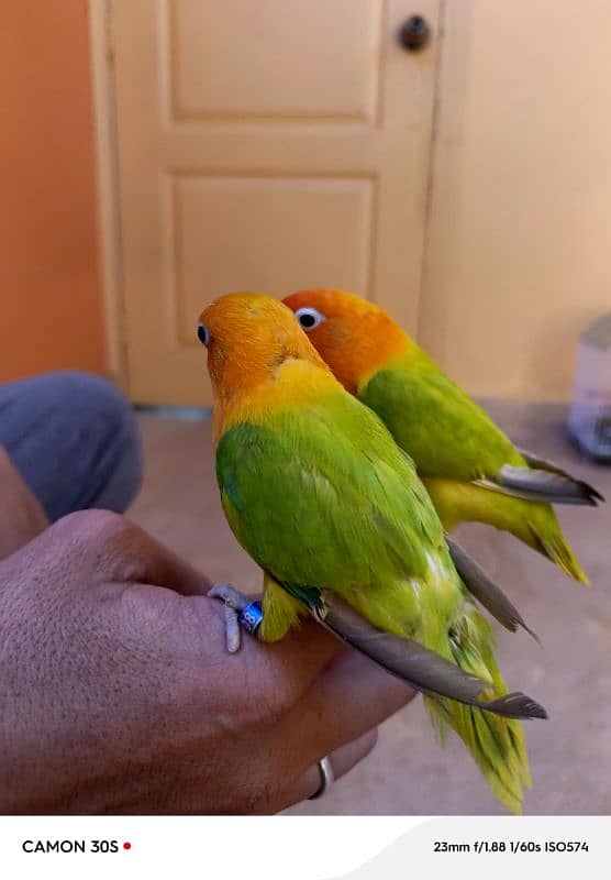 lutino pasnata opline hand tamed pair (Ring bird) 2