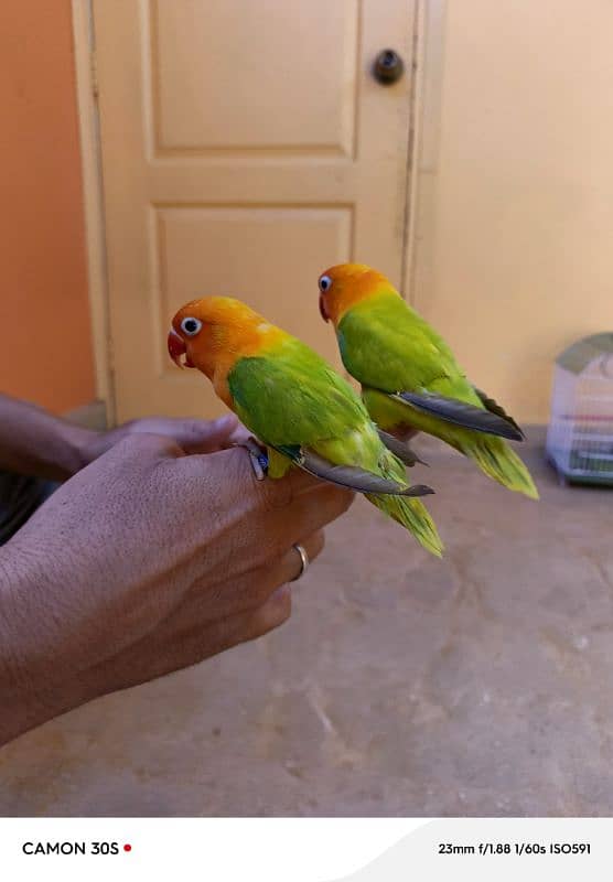 lutino pasnata opline hand tamed pair (Ring bird) 8