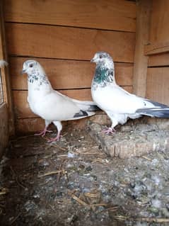 Highflyer breeder pigeon