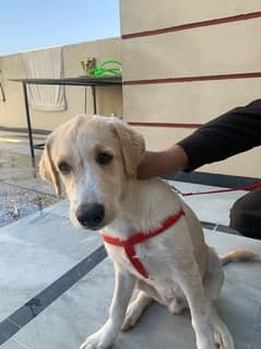 labrador puppy for sale five month old