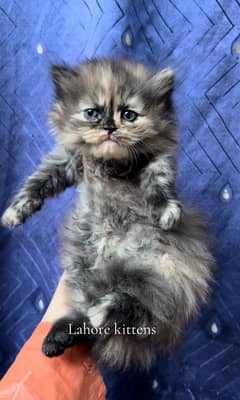 female persian kittens for sale tortilla colour