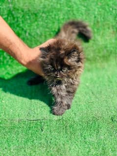 female persian kittens for sale tortilla colour