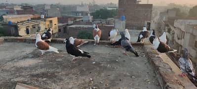 pigeon Sherazi 0306 7692464 0