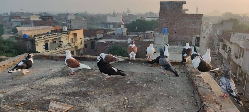 pigeon Sherazi 0306 7692464 1