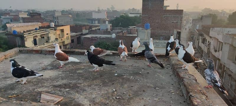 pigeon Sherazi 0306 7692464 3