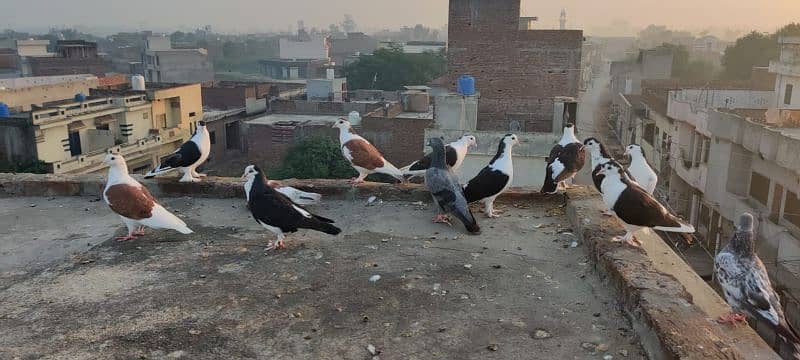 pigeon Sherazi 0306 7692464 4