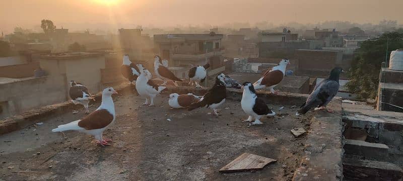 pigeon Sherazi 0306 7692464 5