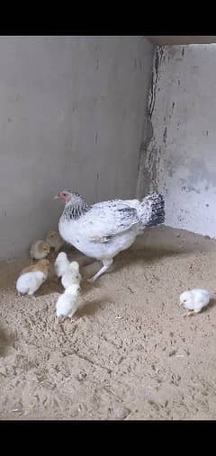 light sussex, Golden buff chicks ( 3 weeks )