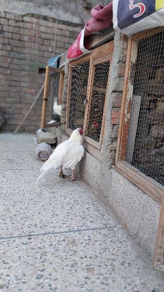 Heera aseel eggs/ chicks available 5