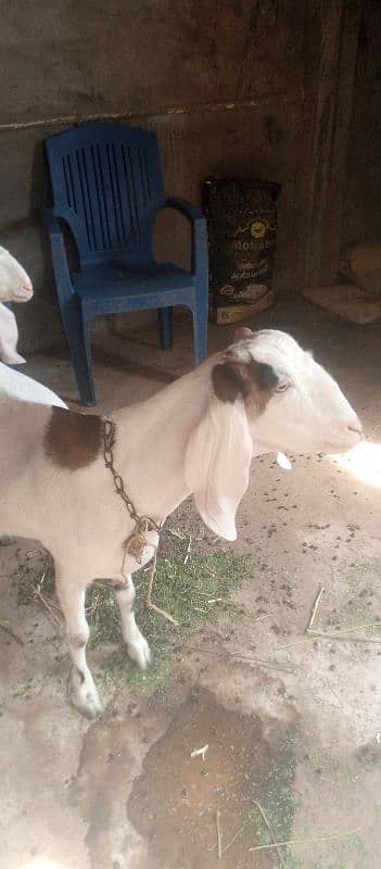 Bakra and Bakre for sale 2