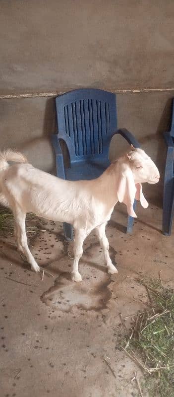 Bakra and Bakre for sale 5