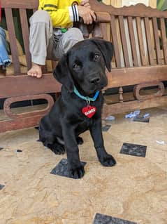 Birtsih Labrador puppy