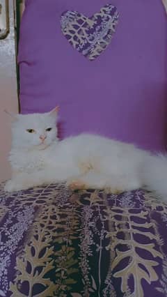 Persian Cat