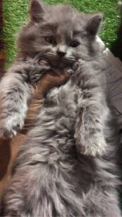 Gift quality high quality kittens available for sale