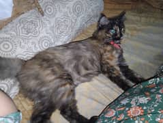 Persian friendly cat for urgent adoption