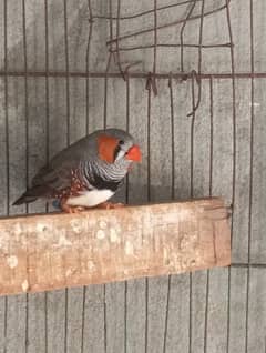 king size zebra finch male