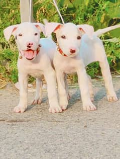 Pure Kohati gullter Pair air for sale havee been hum dog