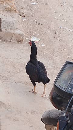 Aseel black hen