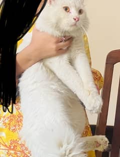 persian cat male