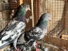 Sabz cheena pair for sale