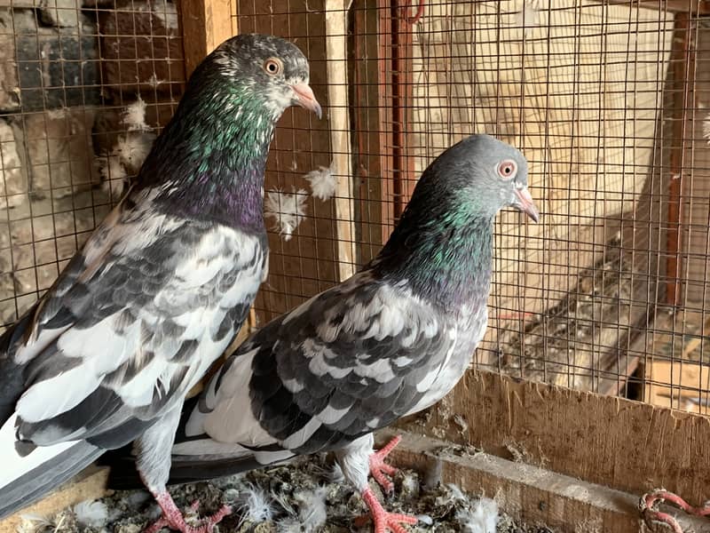 Sabz cheena pair for sale 0