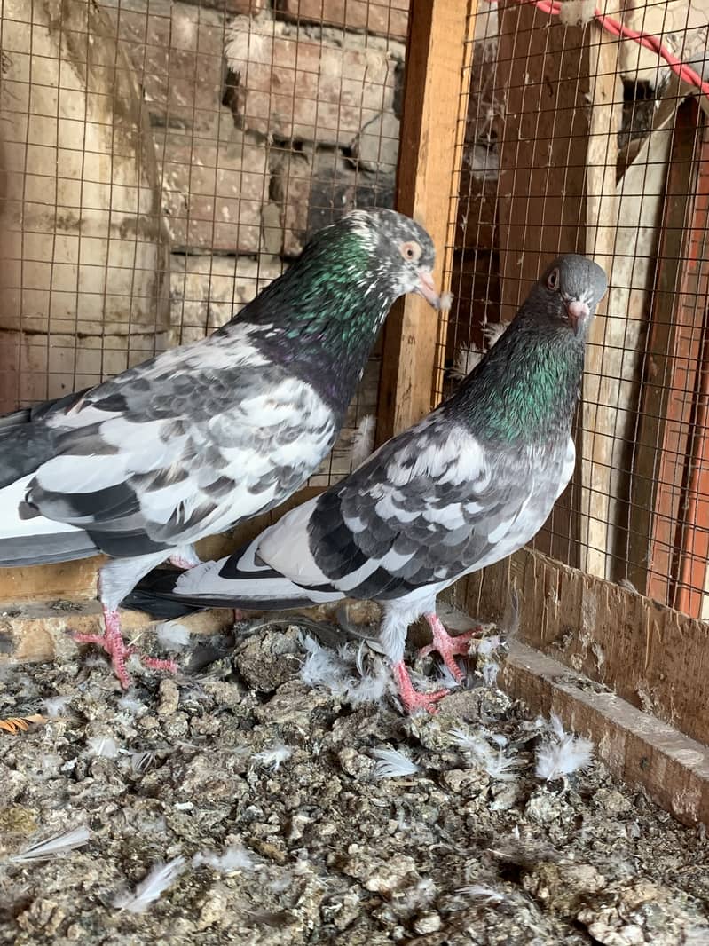 Sabz cheena pair for sale 2