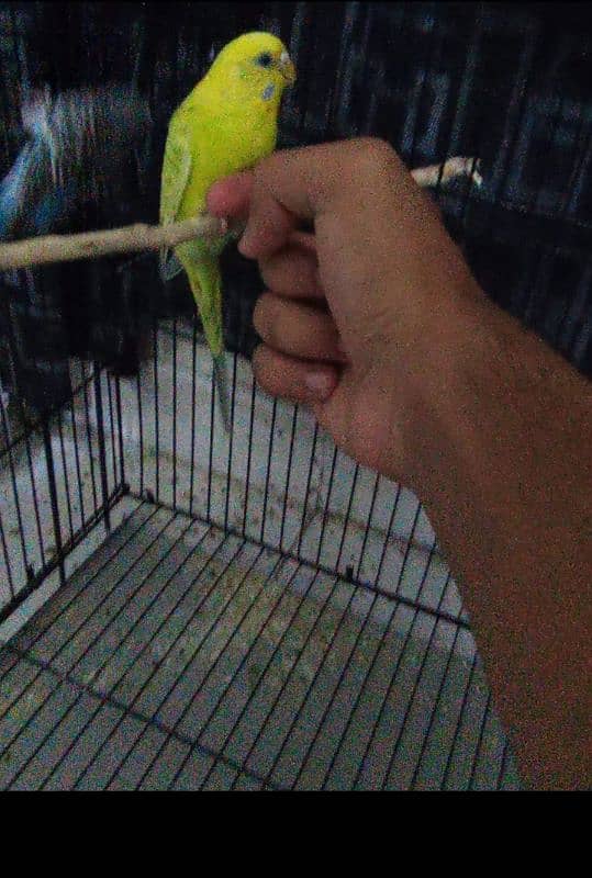 hand tamed budgies 1