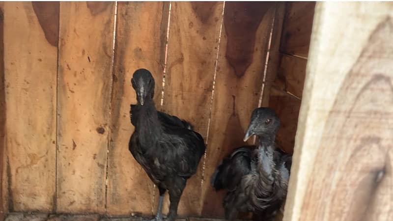 ayam cemani and bantam chick 0