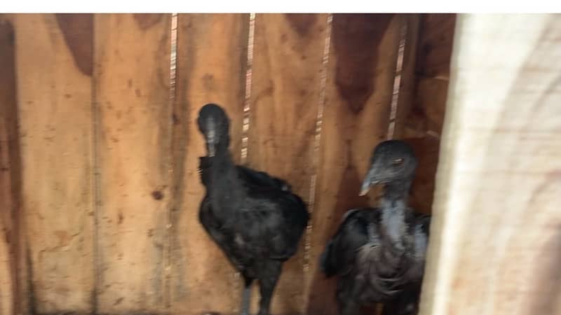 ayam cemani and bantam chick 1