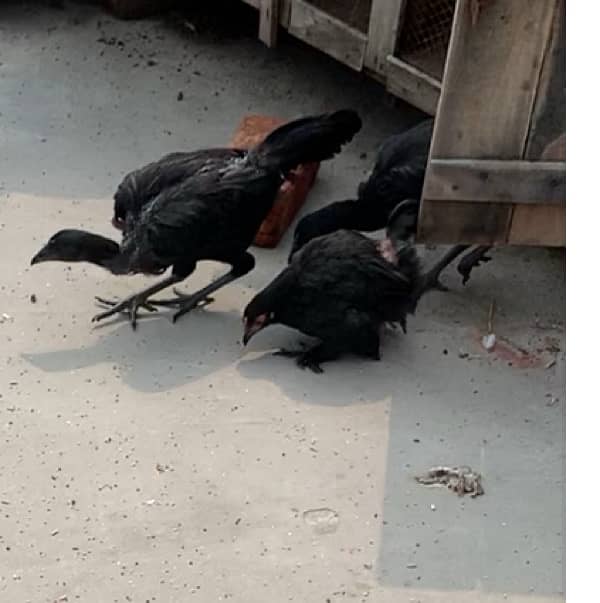 ayam cemani and bantam chick 2