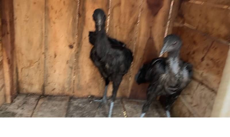 ayam cemani and bantam chick 3