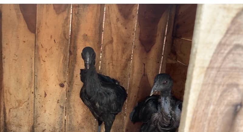 ayam cemani and bantam chick 4