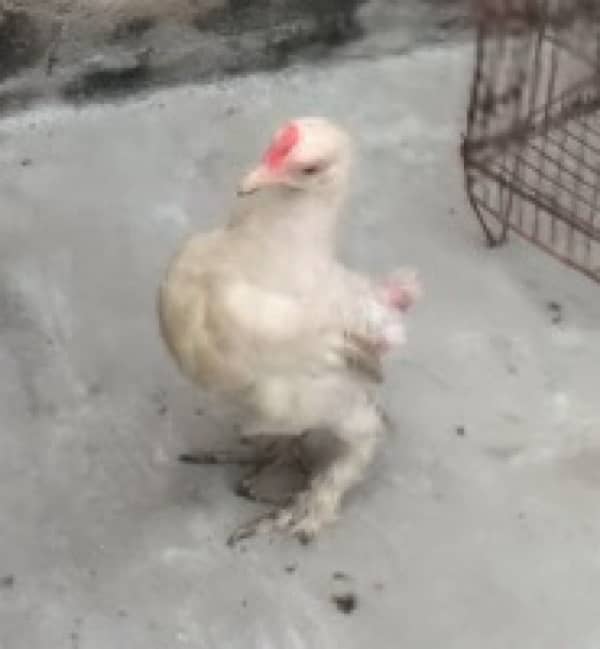 ayam cemani and bantam chick 5