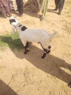 Desi goat for sale