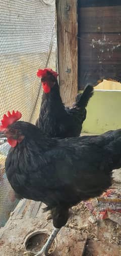 Australorp