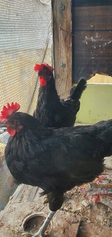 Australorp 0