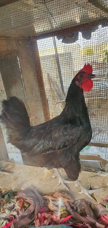 Australorp 1