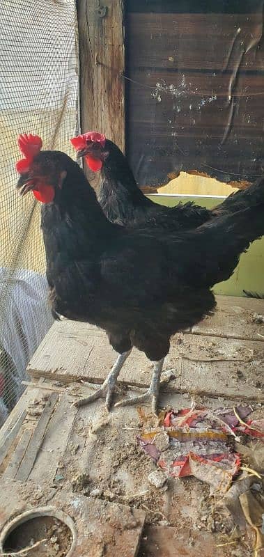 Australorp 3