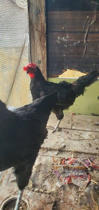 Australorp 5