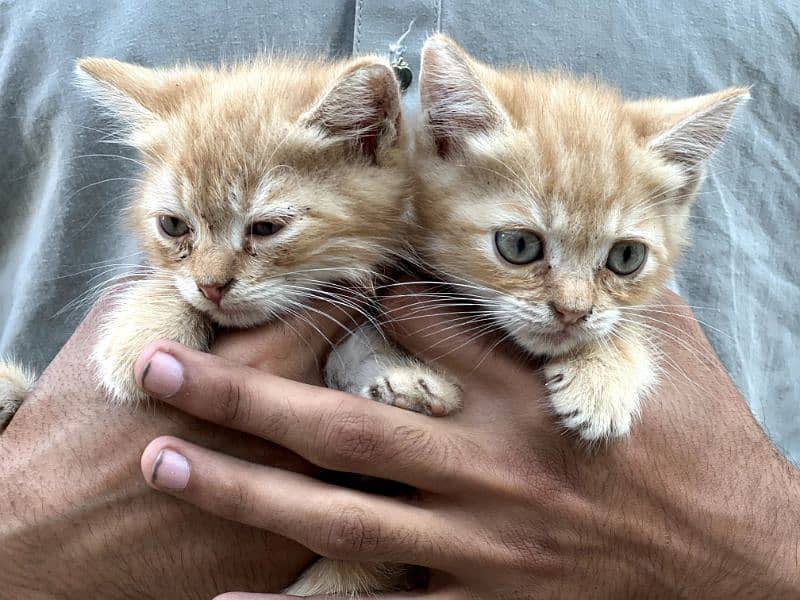 1month old single coat Persian kittens for sale 1